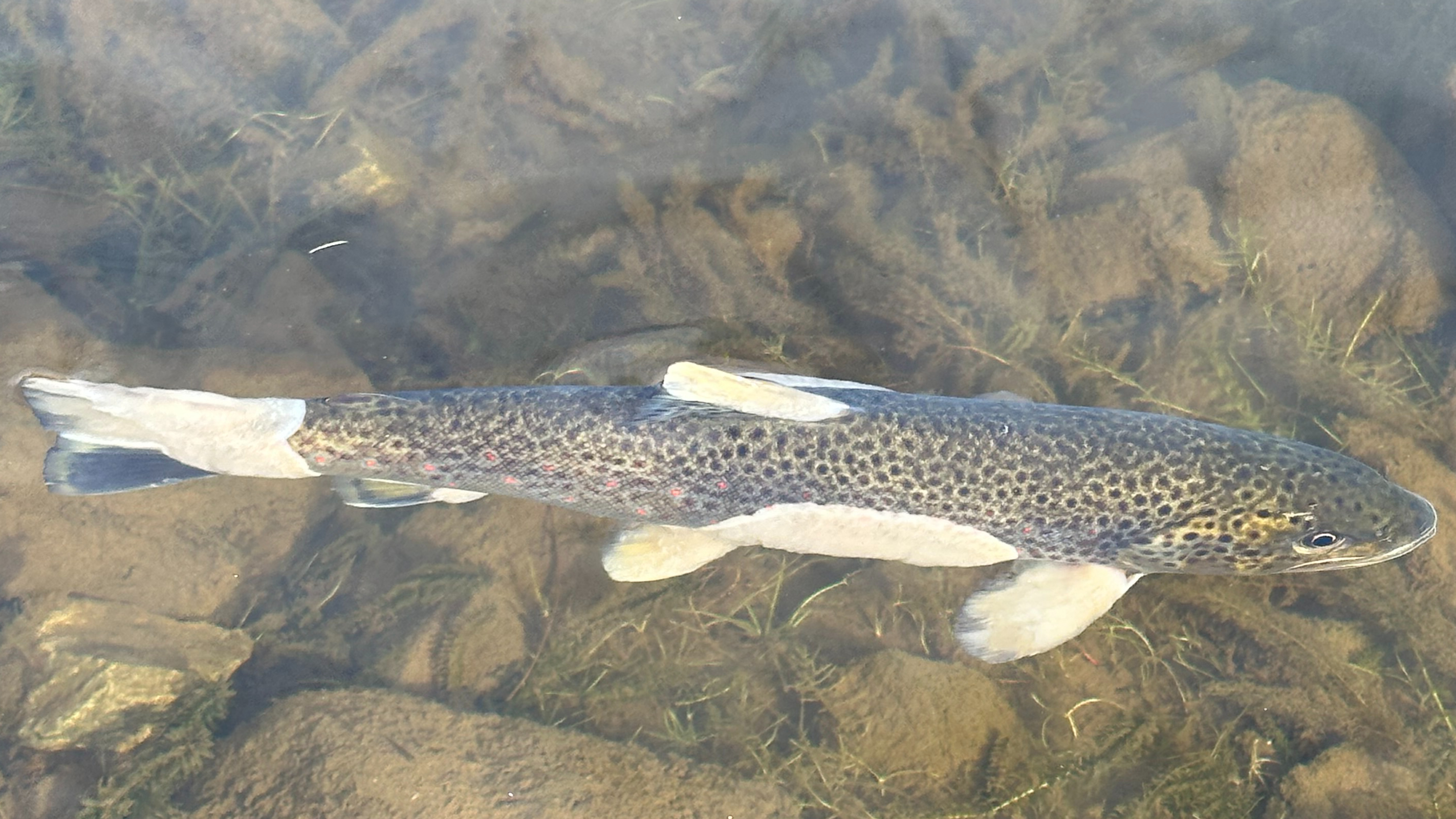 Fish with saprolegniosis symptoms,  including white  cotton wool-like patches on infected skin along fish body and gills and fins.