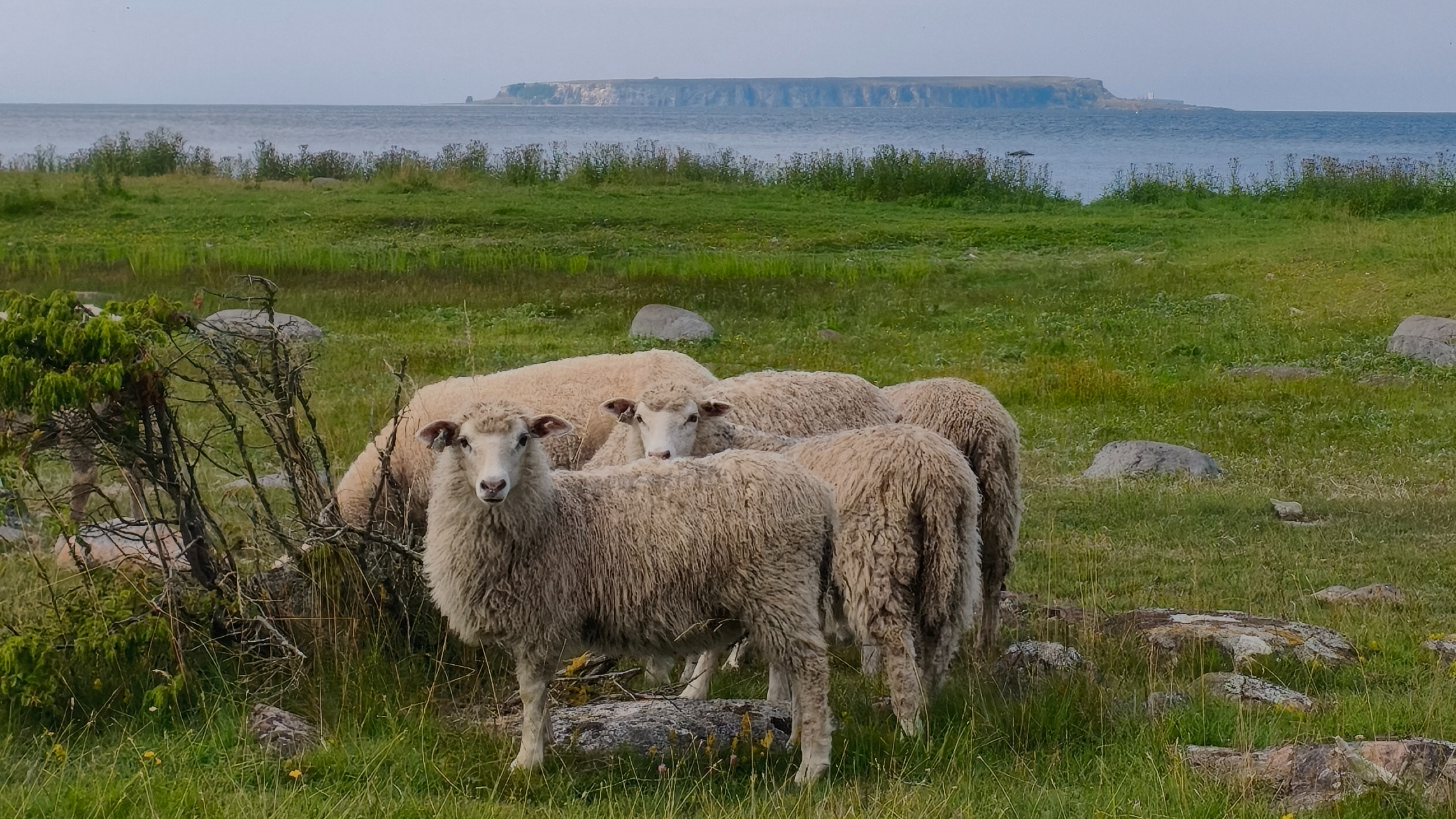 En grupp får på bete, i bakgrunden syns Stora Karlsö