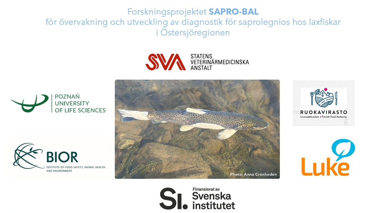 Poster med logotyper från samarbetspartner och den finansierande myndigheten. I mitten av postern är det ett foto på en fisk med symtom på saprolegnios. 