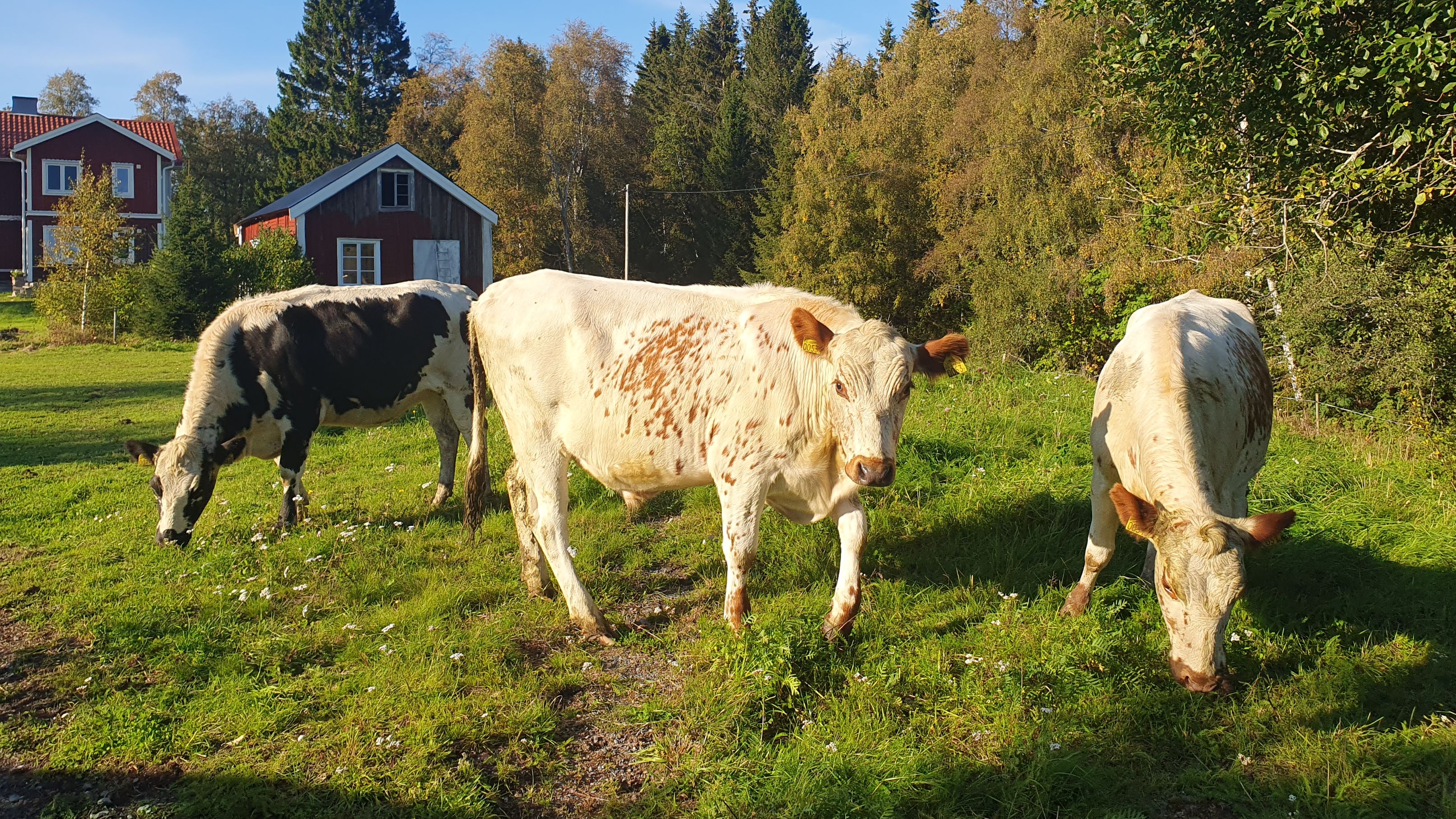 Fjällkor på bete