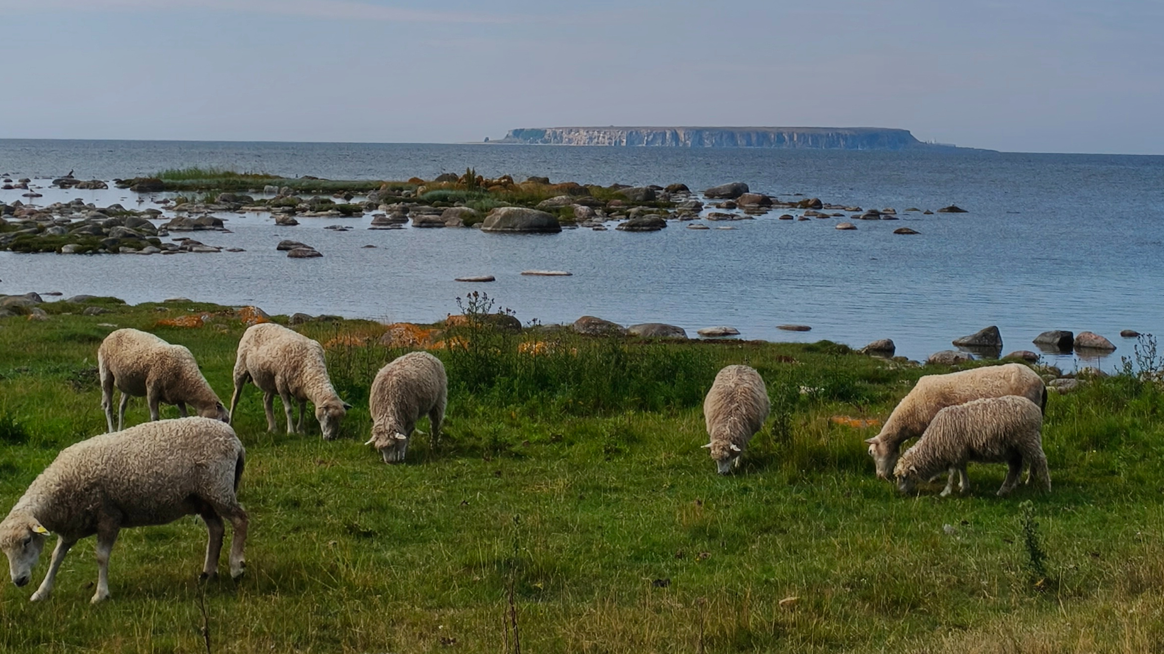 En grupp får på bete med Stora Karlsö i bakgrunden