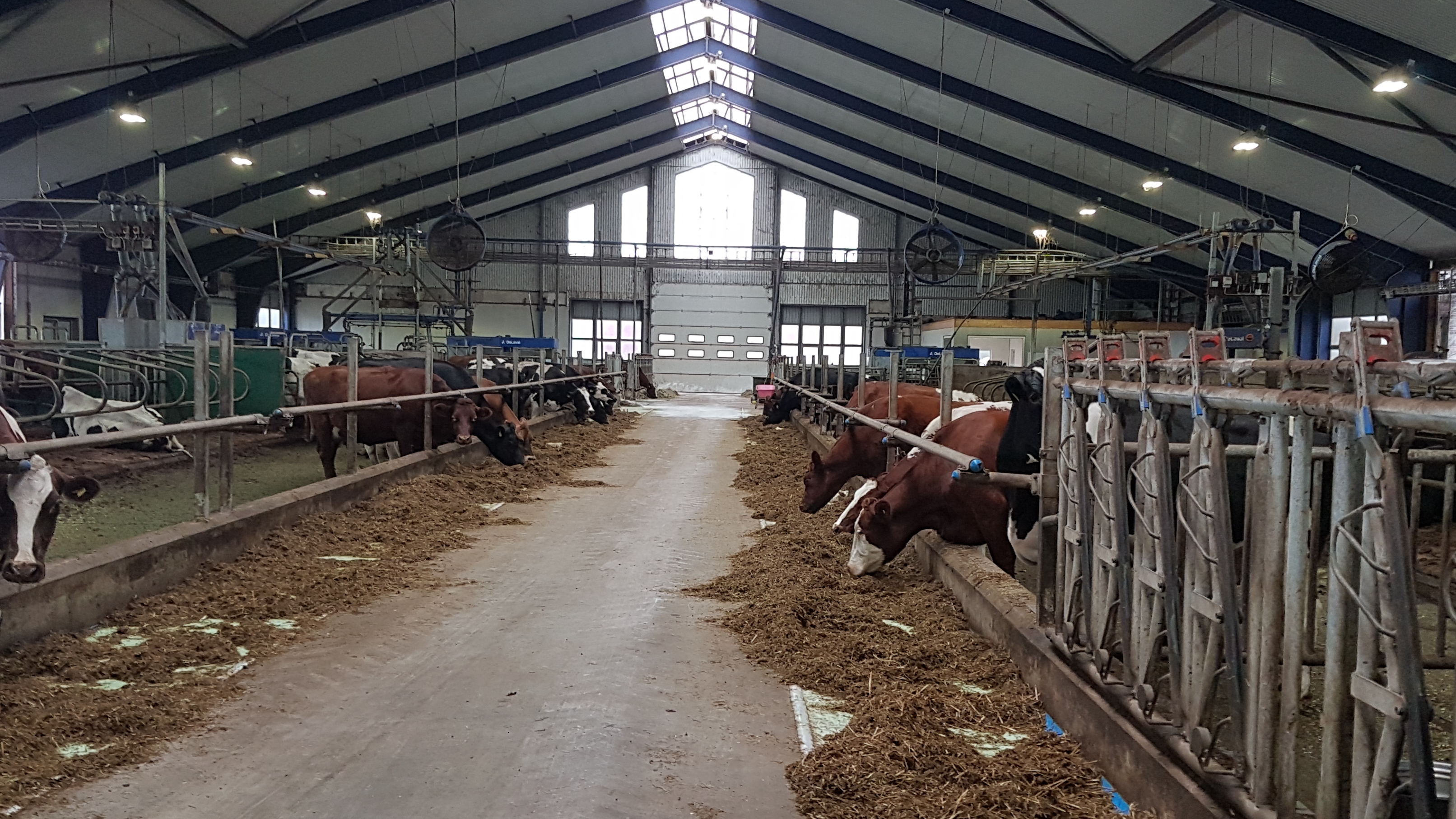 Kor som äter ensilage vid ett foderbord.